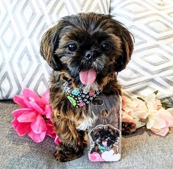 Custom pet phone case